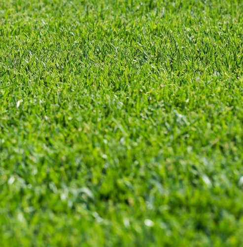 <span style="font-weight: bold;">Газон ПАРТЕРНЫЙ/ЭЛИТНЫЙ</span>