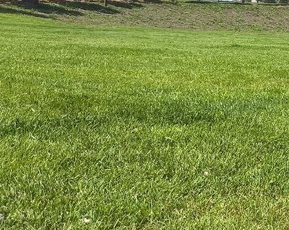 <span style="font-weight: bold;">ПРОФЕССИОНАЛЬНЫЕ ГАЗОН И СЕМЕНА Работаем только с семенами от ведущих мировых производителей</span>