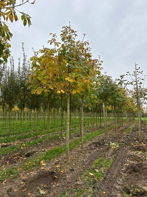 ЛИСТВЕННЫЕ ДЕРЕВЬЯ 