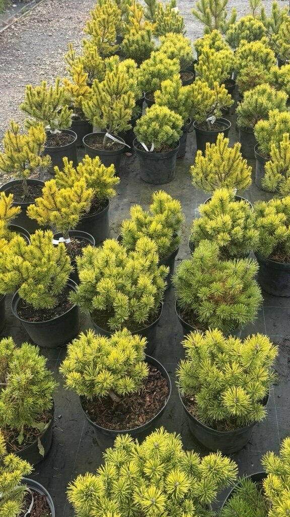 КУСТАРНИКИ 